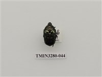 藏品(東方白點花金龜)的圖片